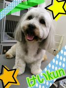ダックス×シーズーMIX☆