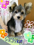 ヨーキー×マルチーズMIX☆