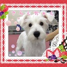 珍しい~白シュナ♪