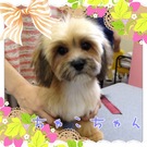 3犬種MIX☆