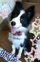 4ヶ月のボーダーコリー♪