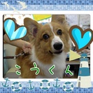 9ヶ月のコーギー♪