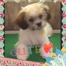 4ヶ月のミックス犬♪