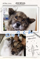5月で17歳!