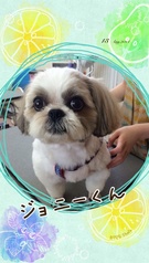 トリミングは慣れたもの♪