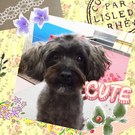 トリミングデビュー♪