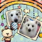 美犬なスピッツ♪