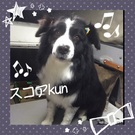 看板犬として♪