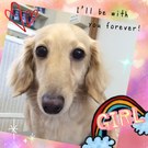 美犬ダックス♪