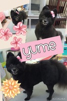 看板犬ユメ♪