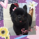 カワイイ柴犬カット♪