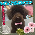 キュートで癒し犬♪