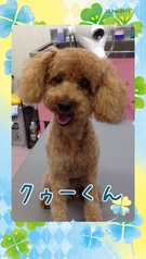 毛玉もスッキリ!