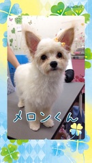 大きなお耳がチャームポイント♪