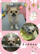 3ヶ月のチワワ♪