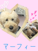 スタッフの愛犬♡