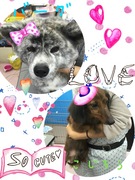 スタッフの愛犬♡