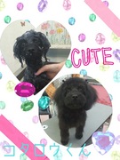 可愛いミックス犬♪