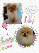 4ヶ月の仔犬ちゃん♪