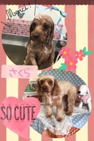 キャバリア&トイプードルのMIX☆