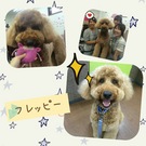 セラピー犬♫