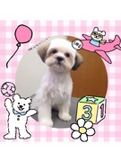 はじめてのトリミング☆彡