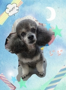 おシャンティ☆.。.:*・
