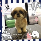 トリミングデビュー♪