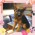 7ヶ月のシェパード☆.。.:*・