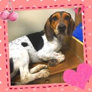 保護犬のワンコを♫
