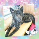 甲斐犬♡