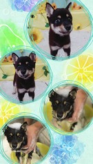 豆柴の仔犬♡