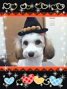 20080925162226001.jpg