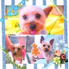 チョコちゃん♪