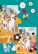 ネネちゃん＆ハンナちゃん♪