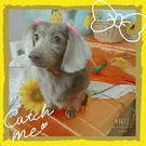 ルーシーちゃん♪