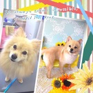 ききょうちゃん♪