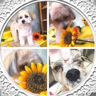 もふまるくん♪