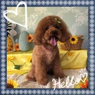 ショコタンくん♪