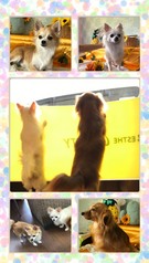 まろくん＆ハクくん＆カンタくん♫