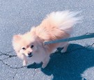 ききょうちゃん♫